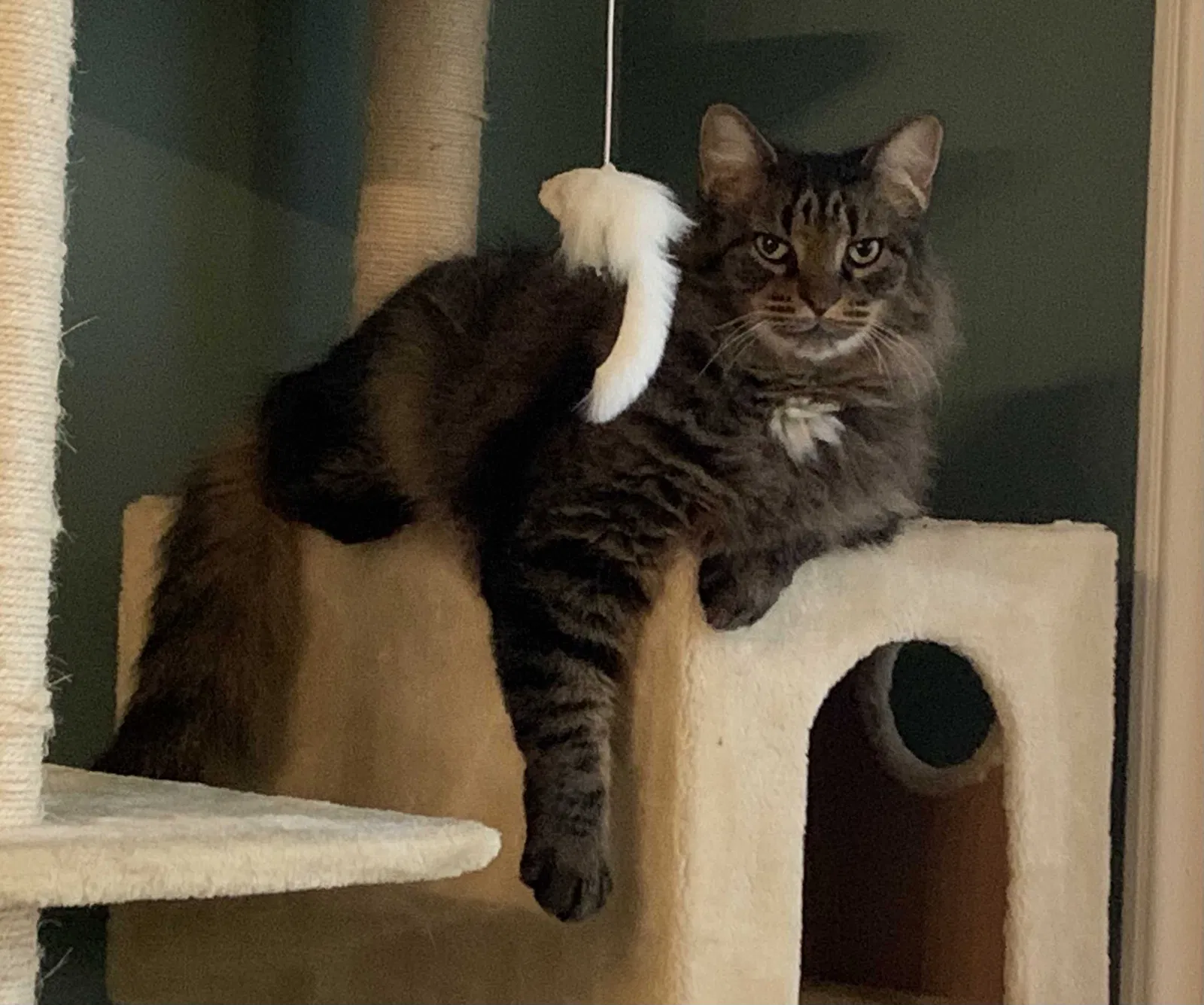 Lost cat in Lansing, MI, 48912
