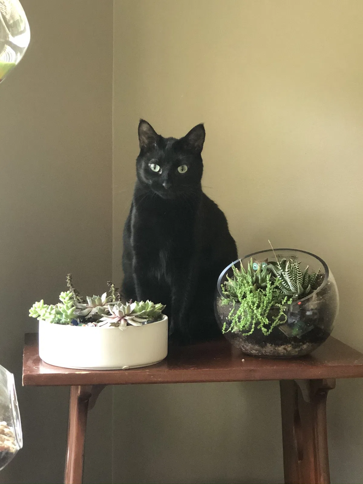 Lost cat in Somers, CT, 6071