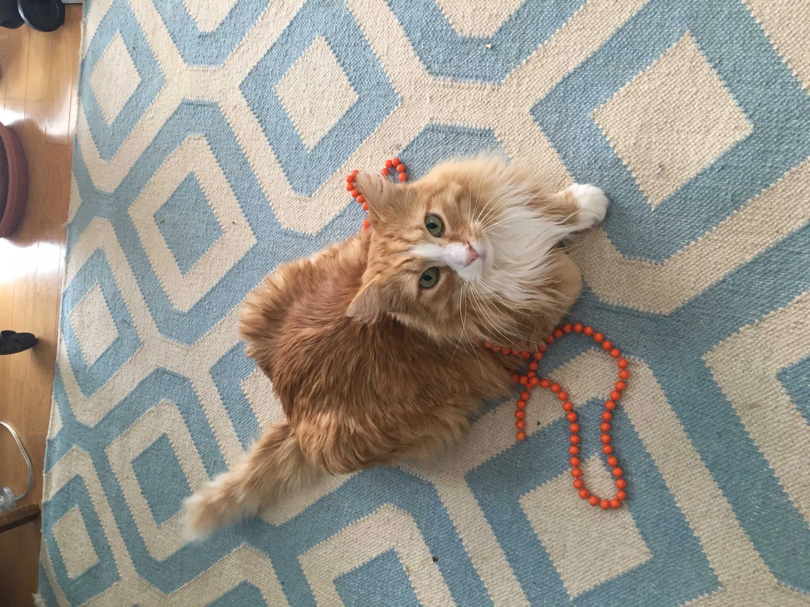 Lost cat in Urbandale, IA, 50322