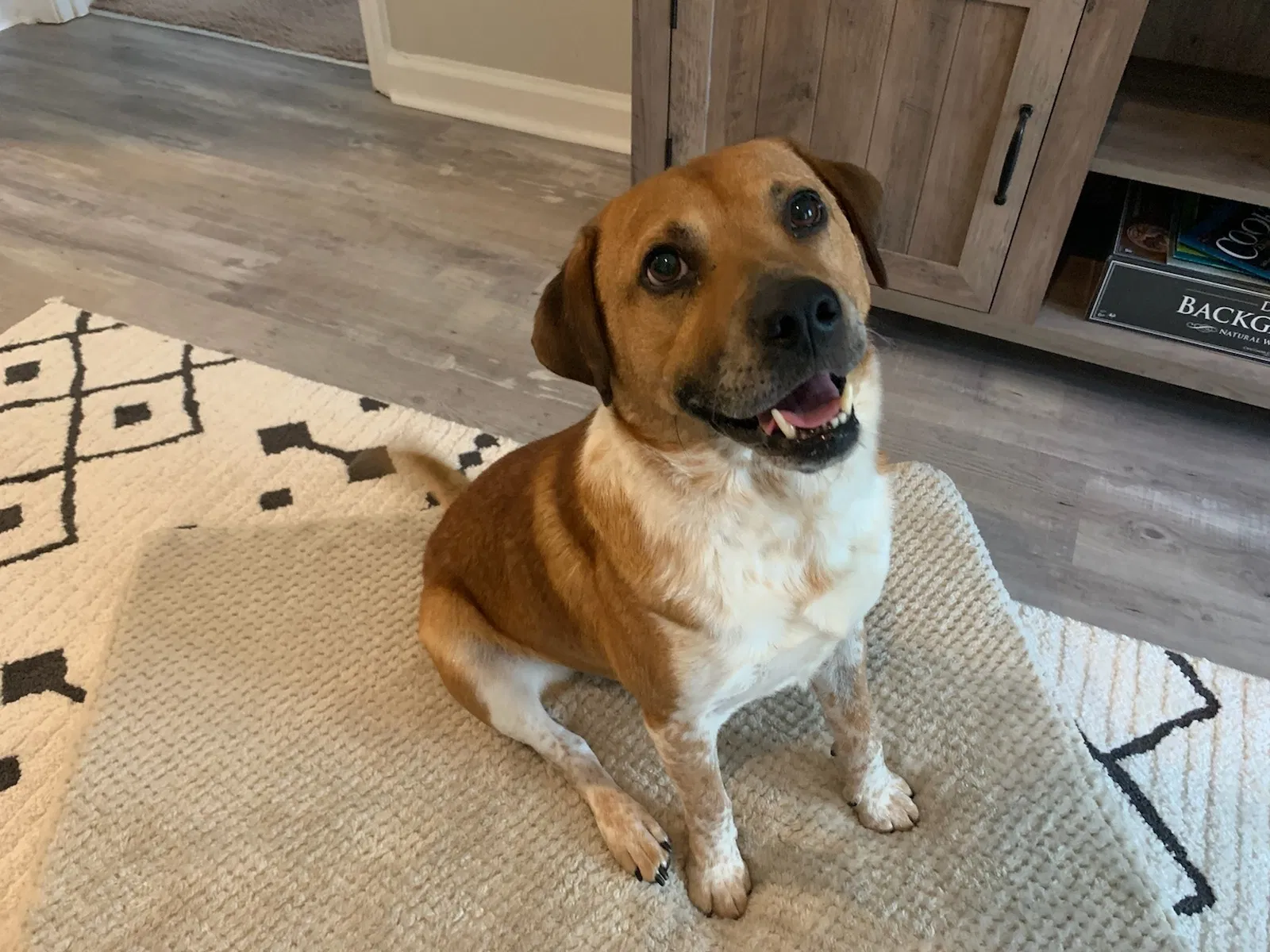 Lost dog in Chapel Hill, NC, 27516