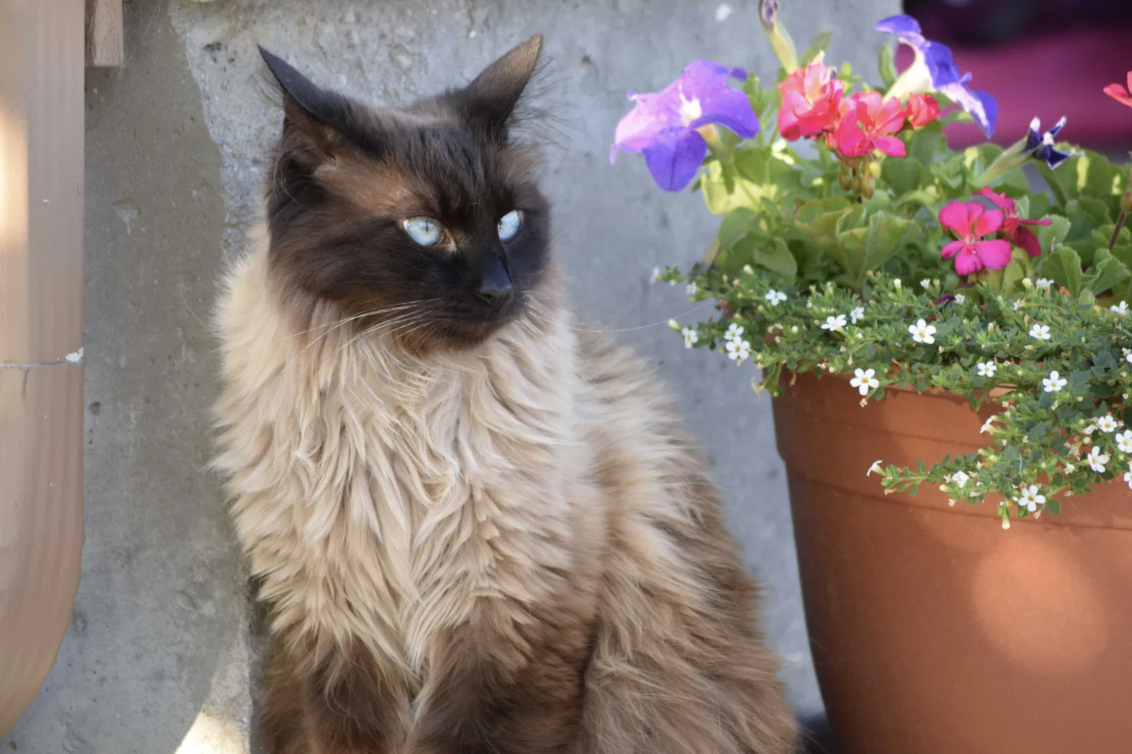 Lost cat in Meridian, ID, 83646
