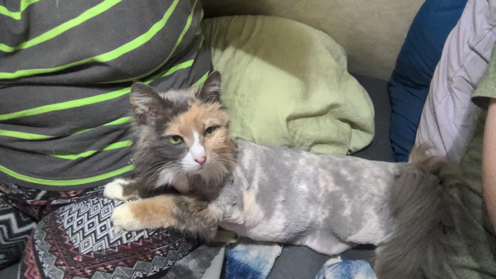 Lost cat in Stevenson, AL, 35772