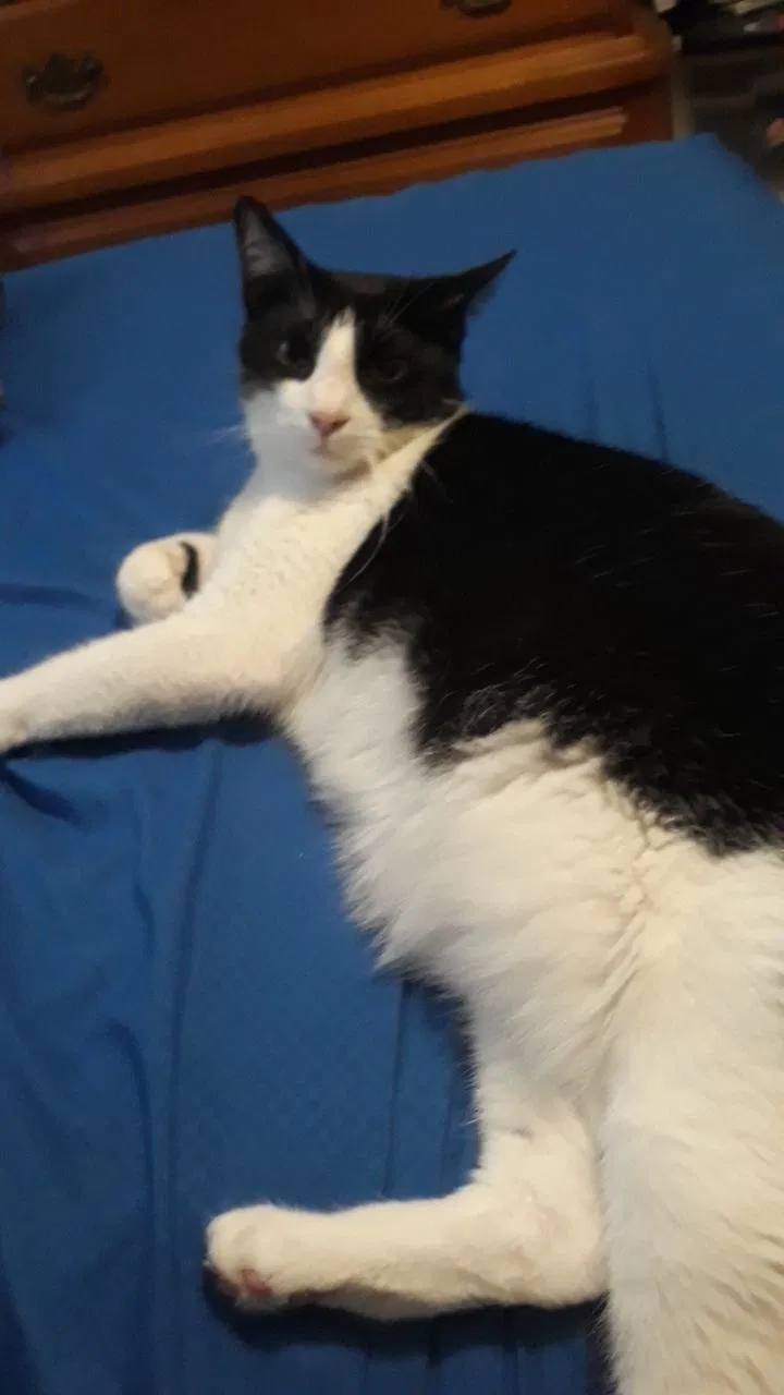 Lost cat in New Port Richey, FL, 34653
