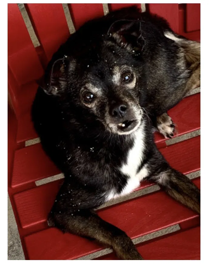Lost dog in Gibsonville, NC, 27249