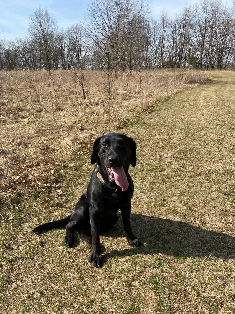 Lost dog in Green Bay, WI, 54307