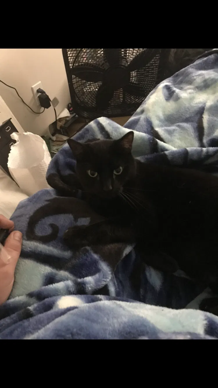 Lost cat in West Chester, OH, 45069