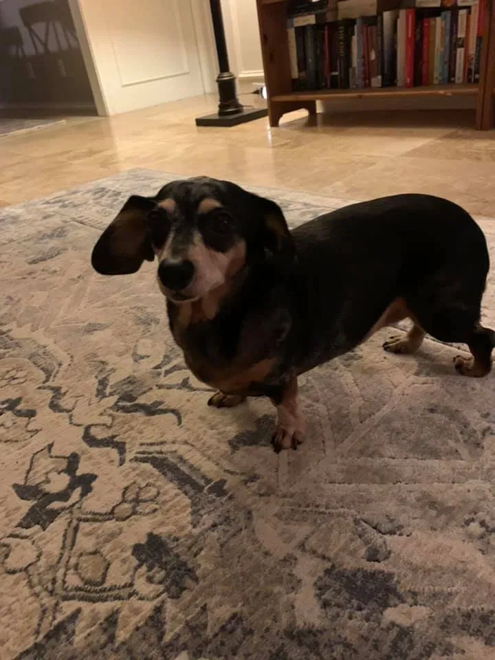 Lost dog in Lewisville, TX, 75067