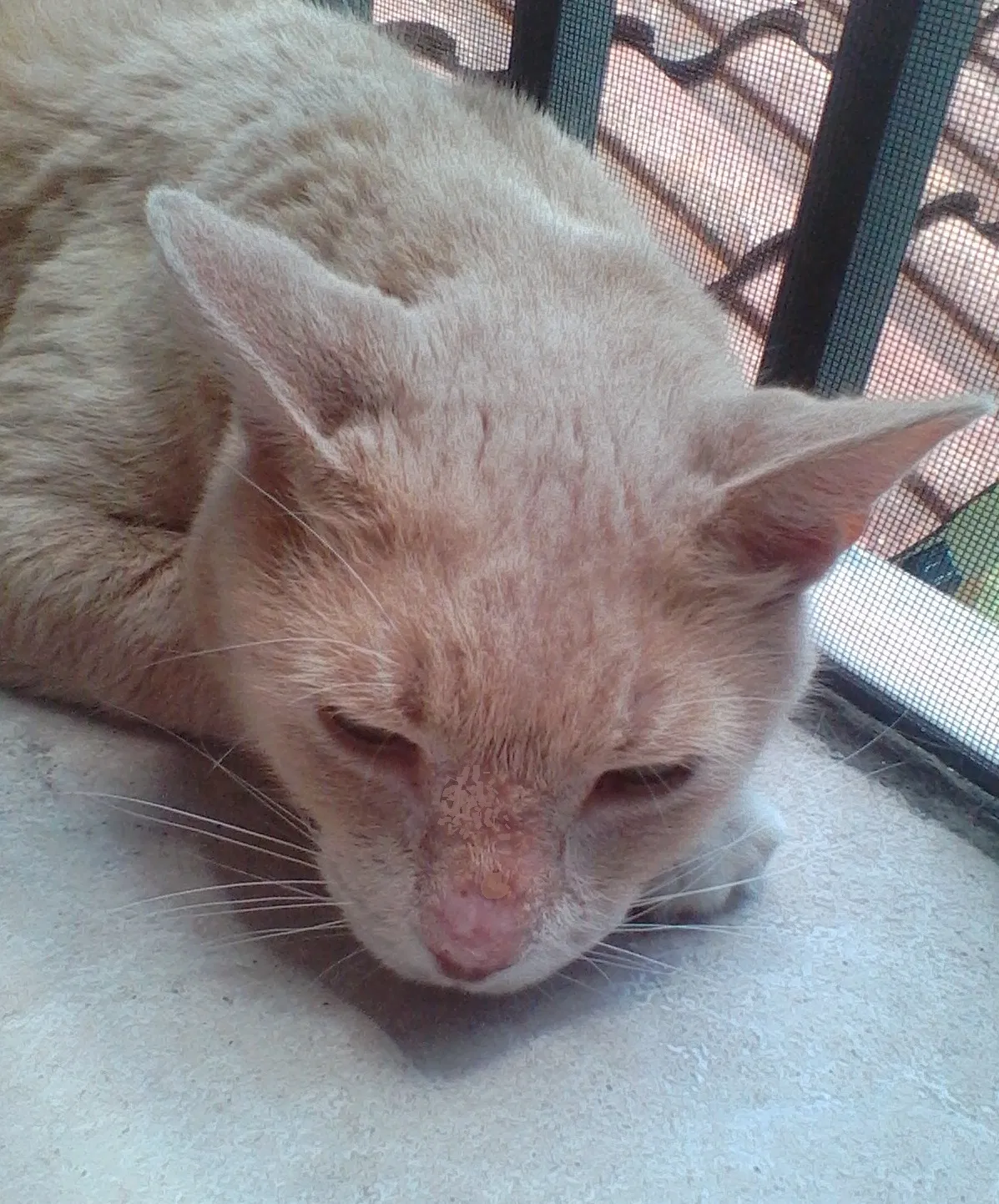 Lost cat in Pompano Beach, FL, 33073