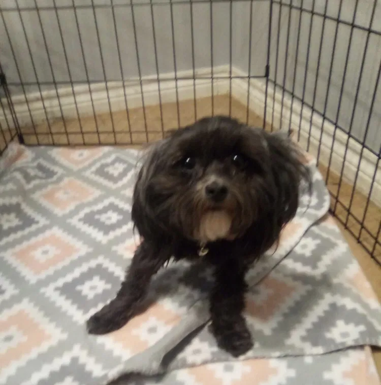 Lost dog in Lubbock, TX, 79416