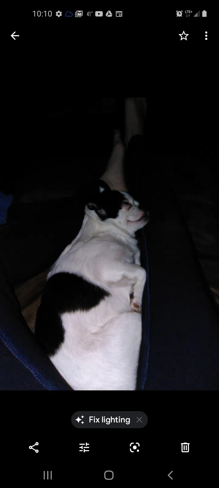 Lost dog in Eugene, OR, 97402
