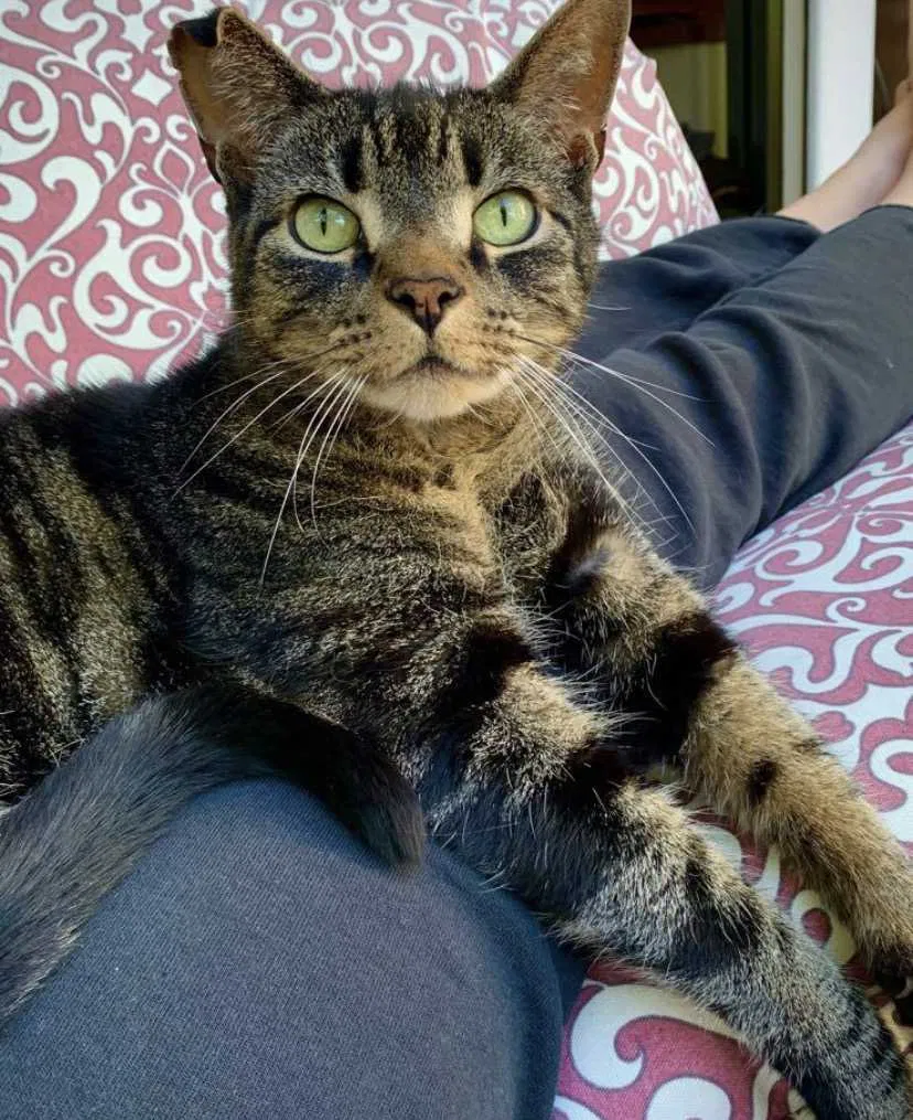 Lost cat in Seattle, WA, 98115