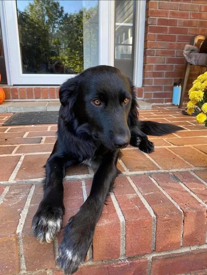 Lost dog in Covington, GA, 30014