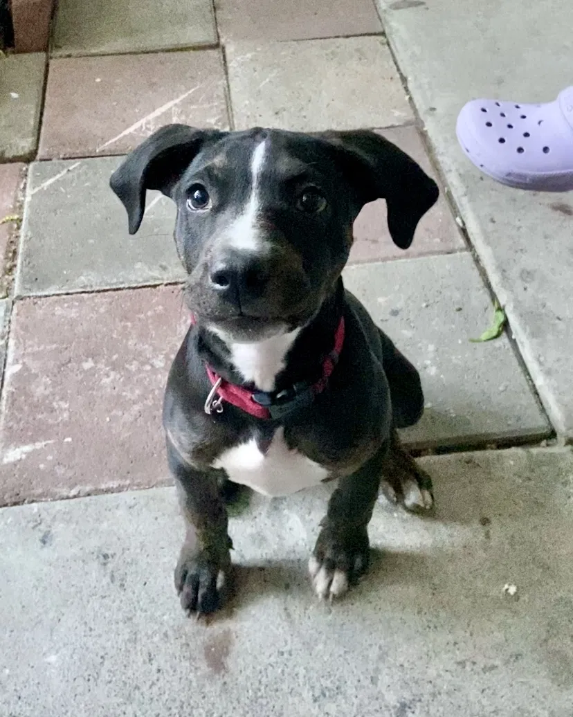 Lost dog in Turlock, CA, 95380