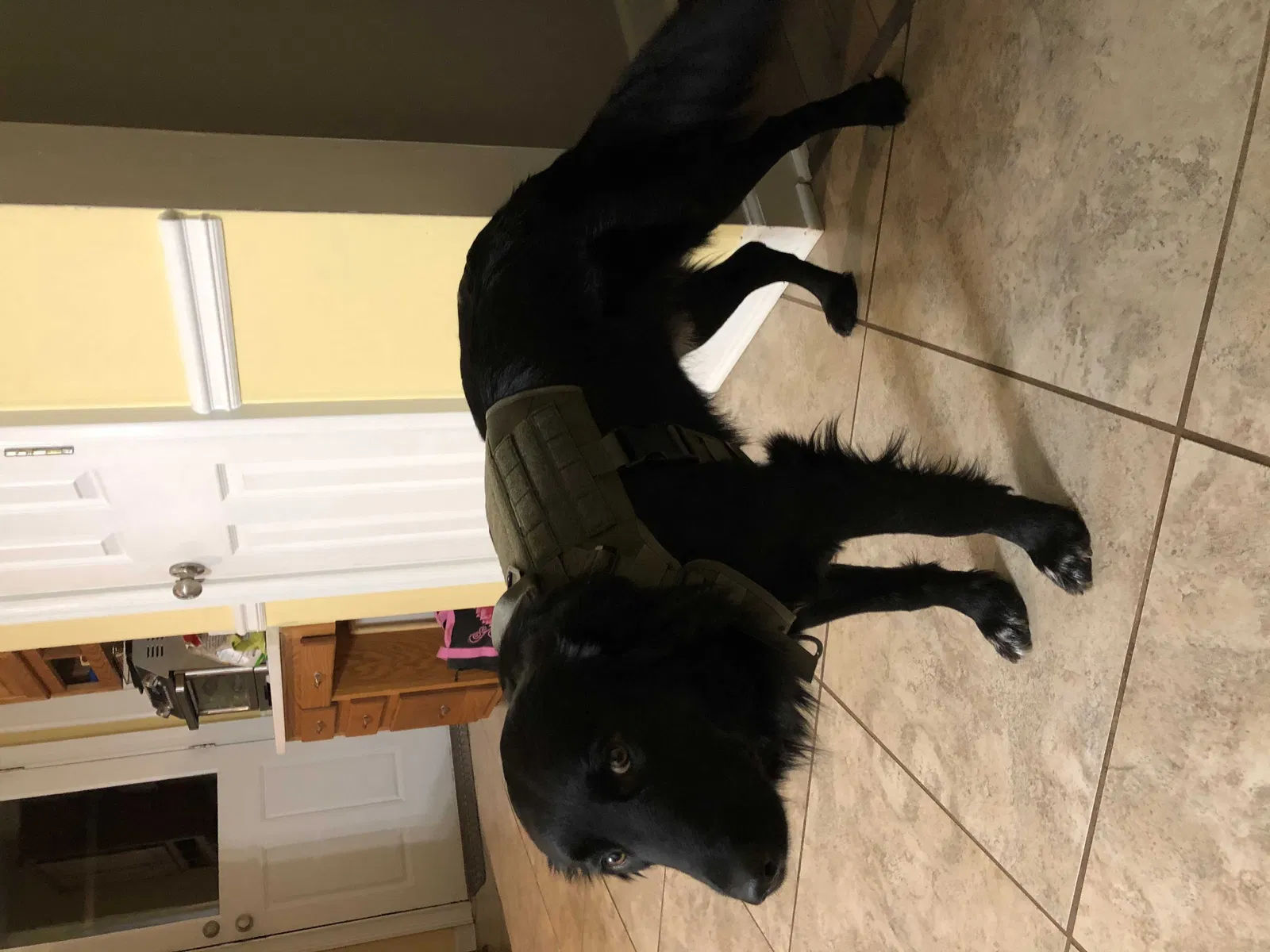 Lost dog in Covington, GA, 30014