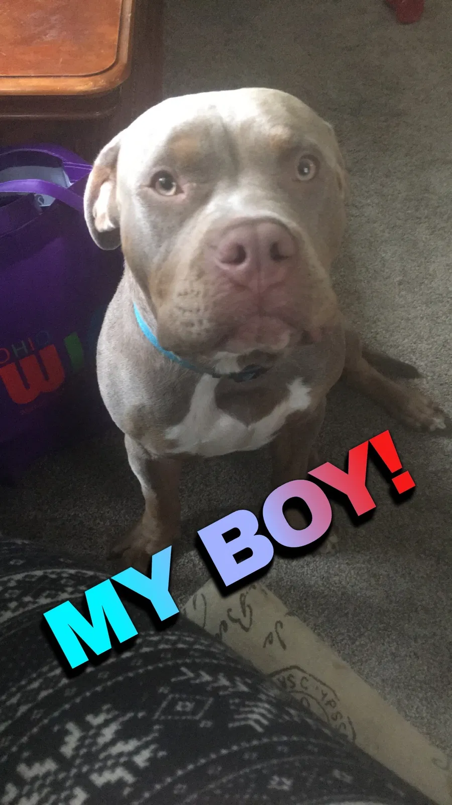 Lost dog in Toledo, OH, 43609