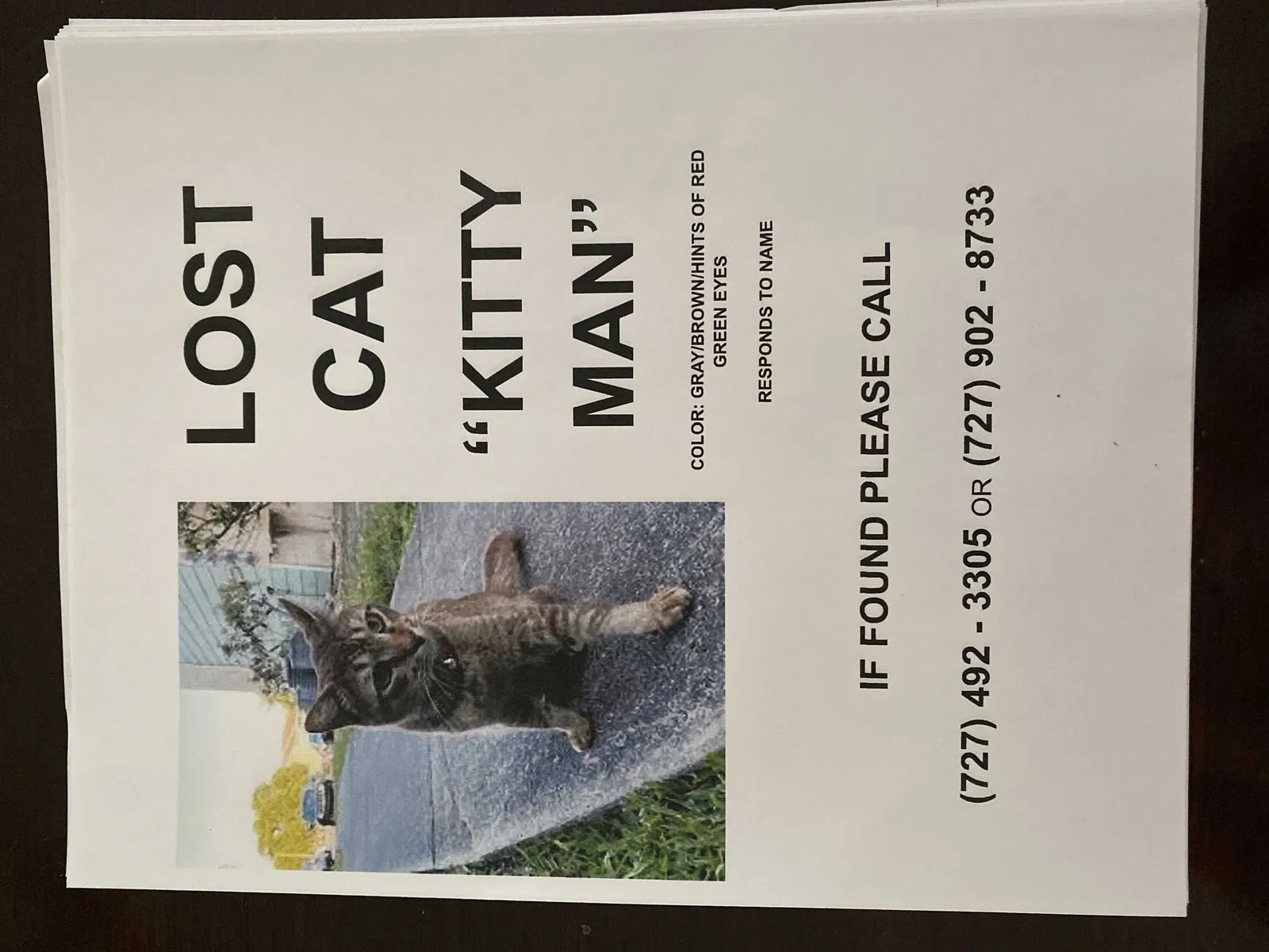 Lost cat in Saint Petersburg, FL, 33709