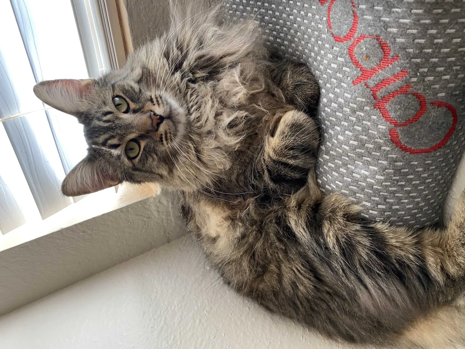 Lost cat in Rio Rancho, NM, 87124