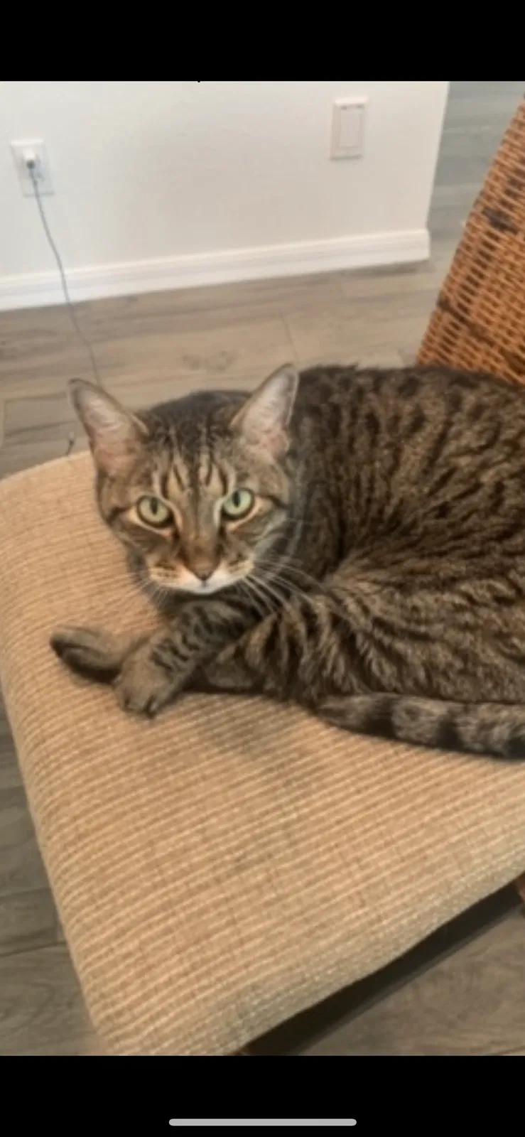 Lost cat in Louisville, KY, 40207