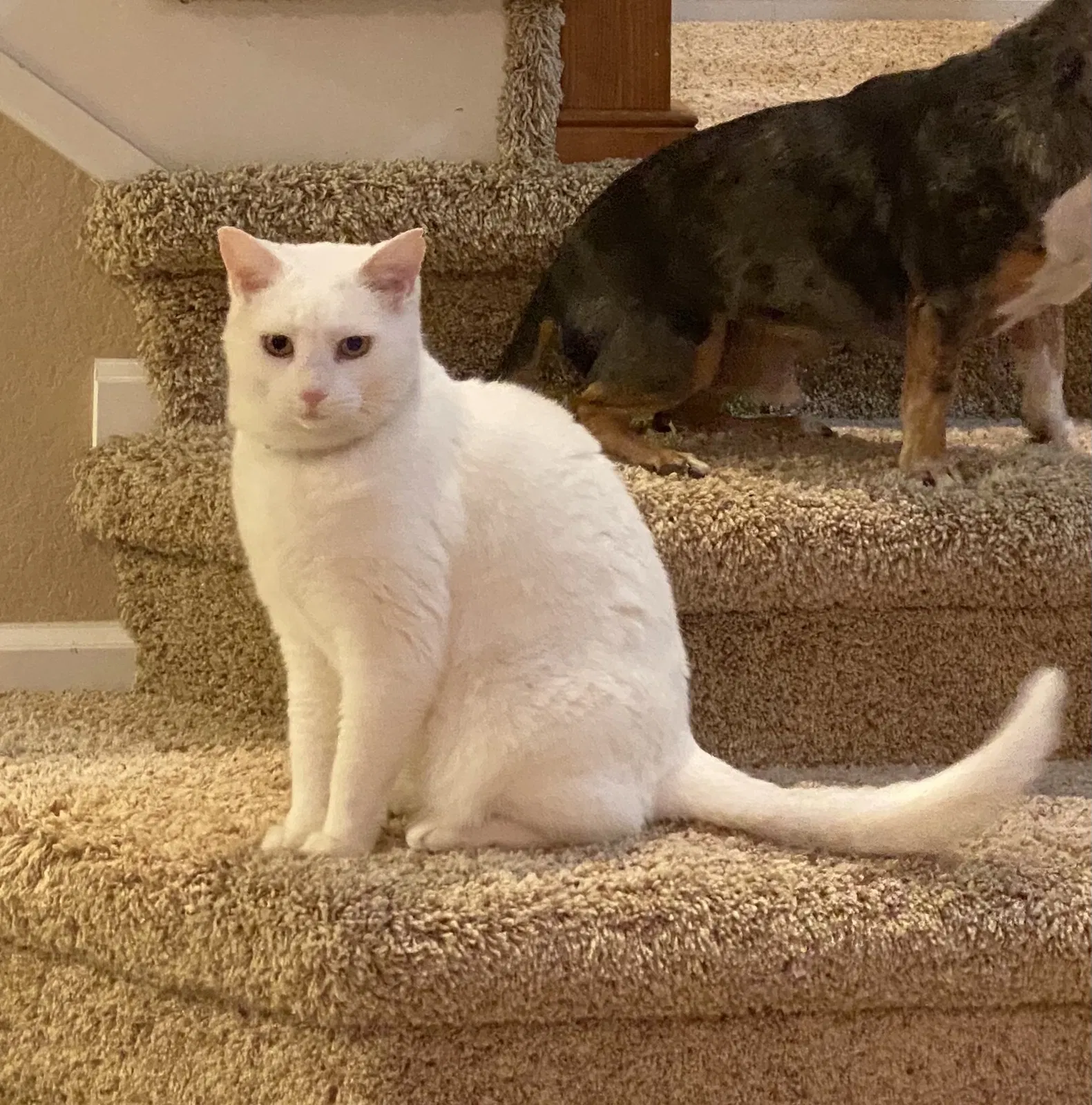 Lost cat in Brighton, CO, 80602