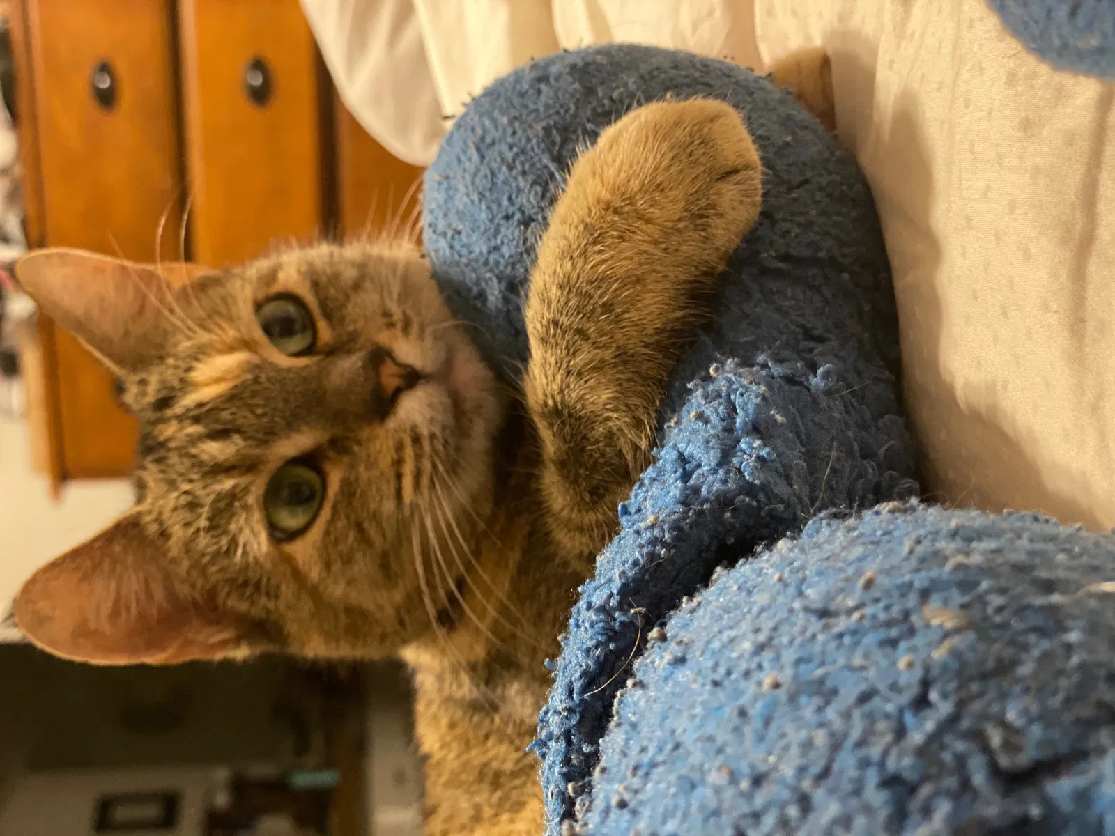 Lost cat in Norman, OK, 73071