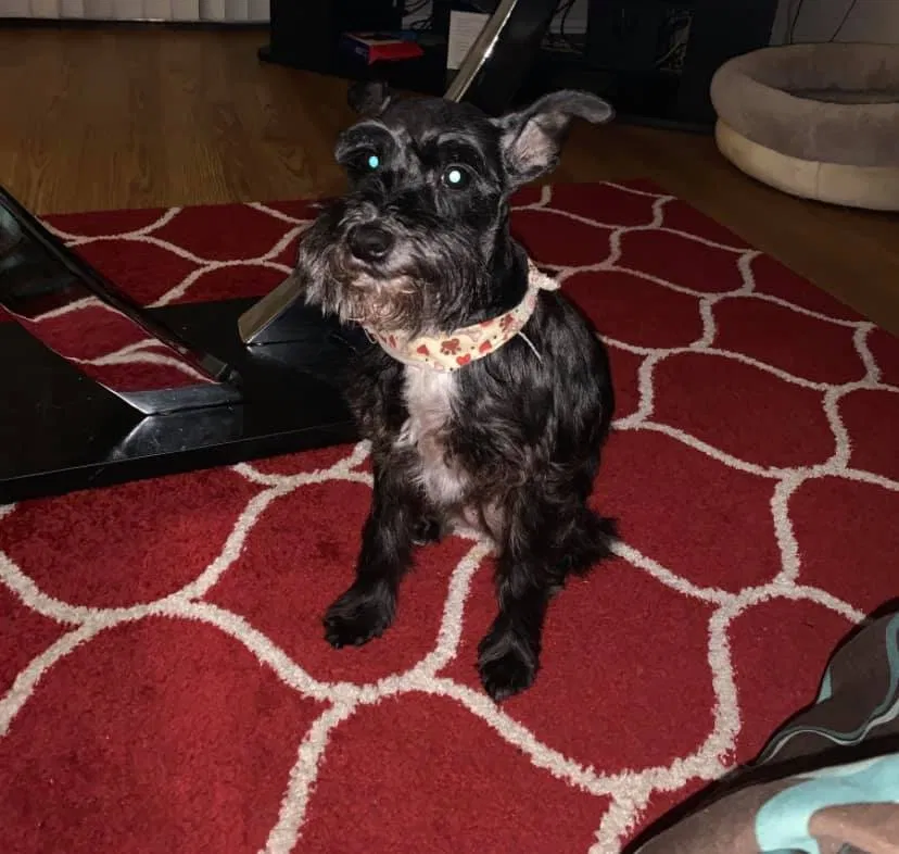 Lost dog in Katy, TX, 77449