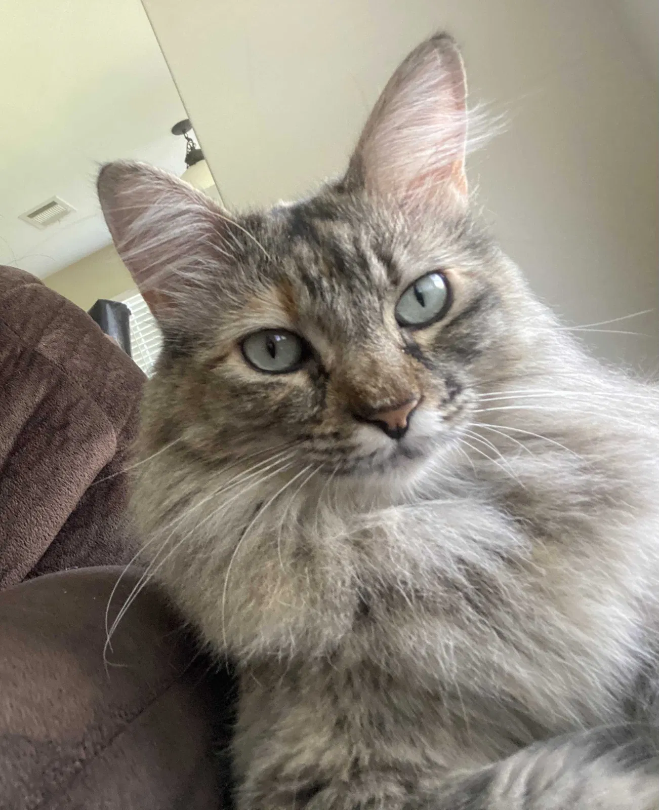 Lost cat in Kyle, TX, 78640