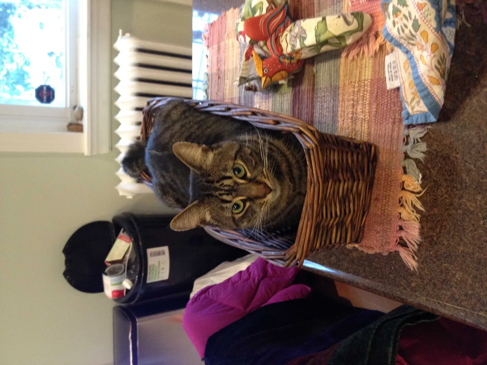 Lost cat in Eastham, MA, 2642