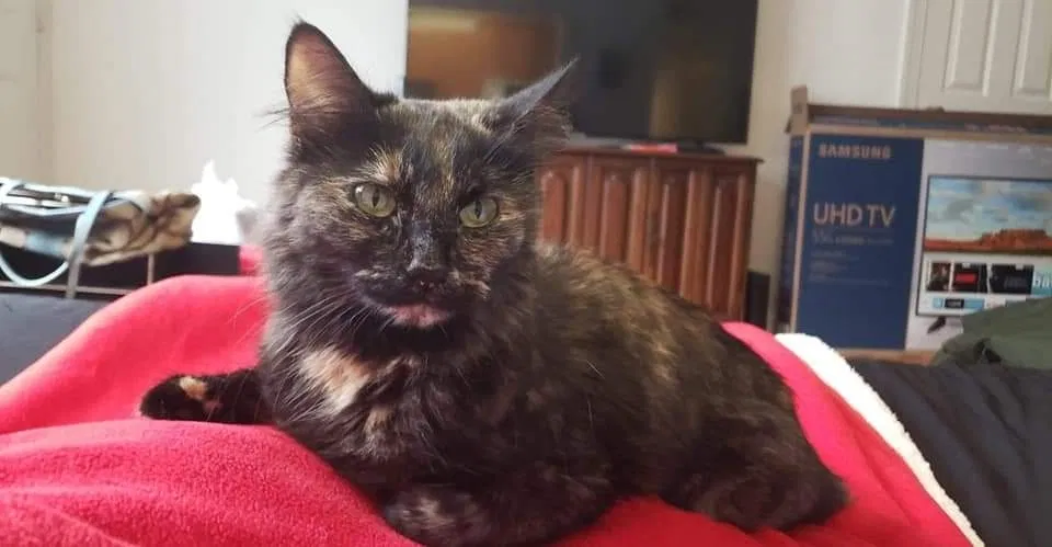 Lost cat in Virginia Beach, VA, 23455