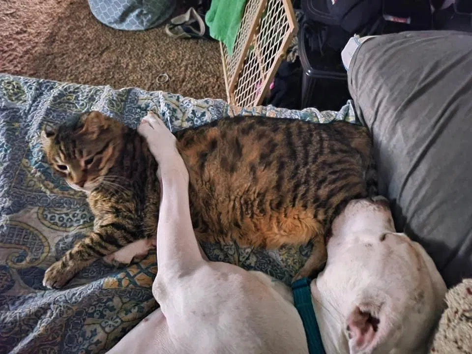 Lost cat in Reno, NV, 89508