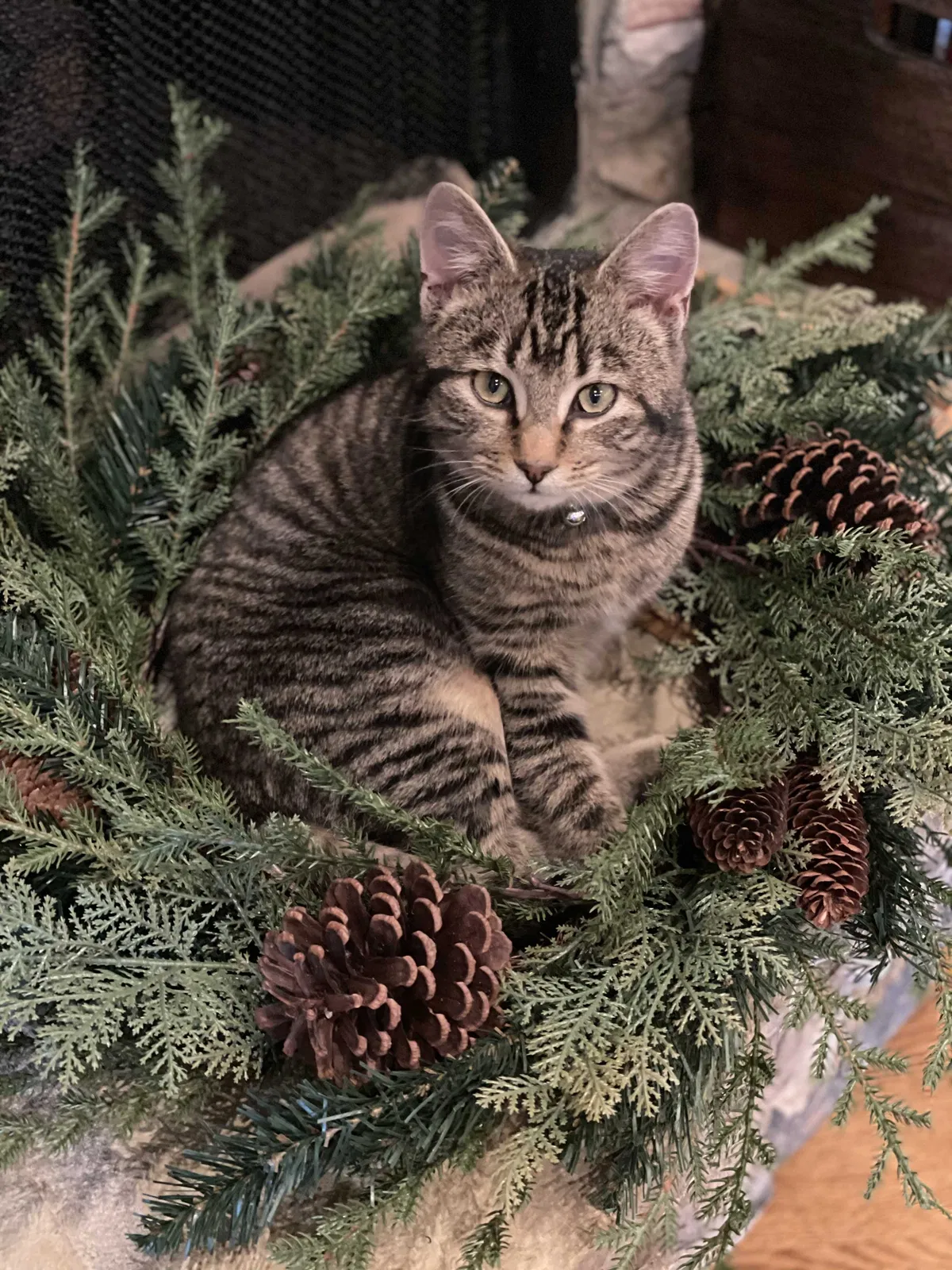 Lost cat in Cramerton, NC, 28032