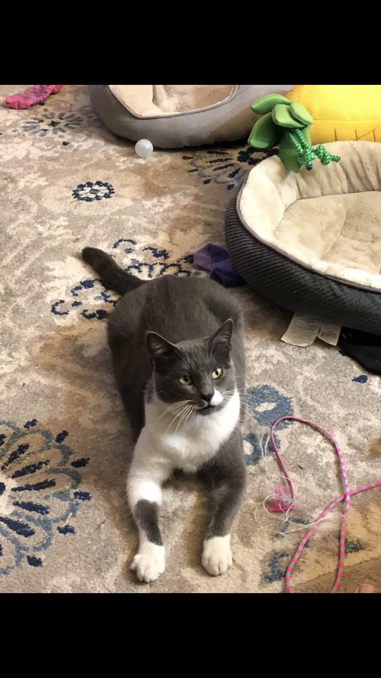 Lost cat in Sunnyvale, CA, 94087