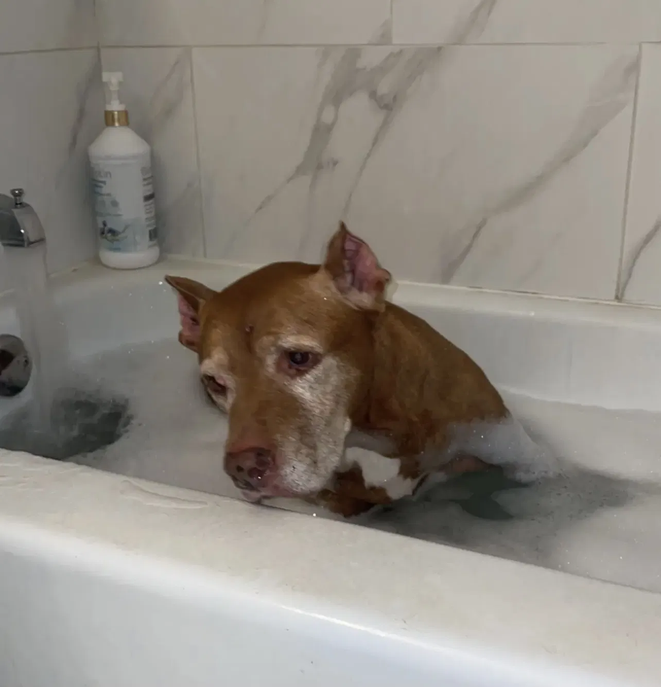 Lost dog in Florissant, MO, 63033