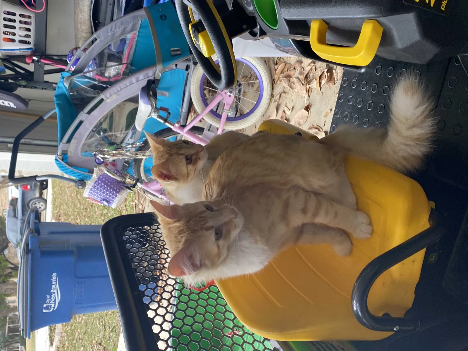 Lost cat in New Braunfels, TX, 78132