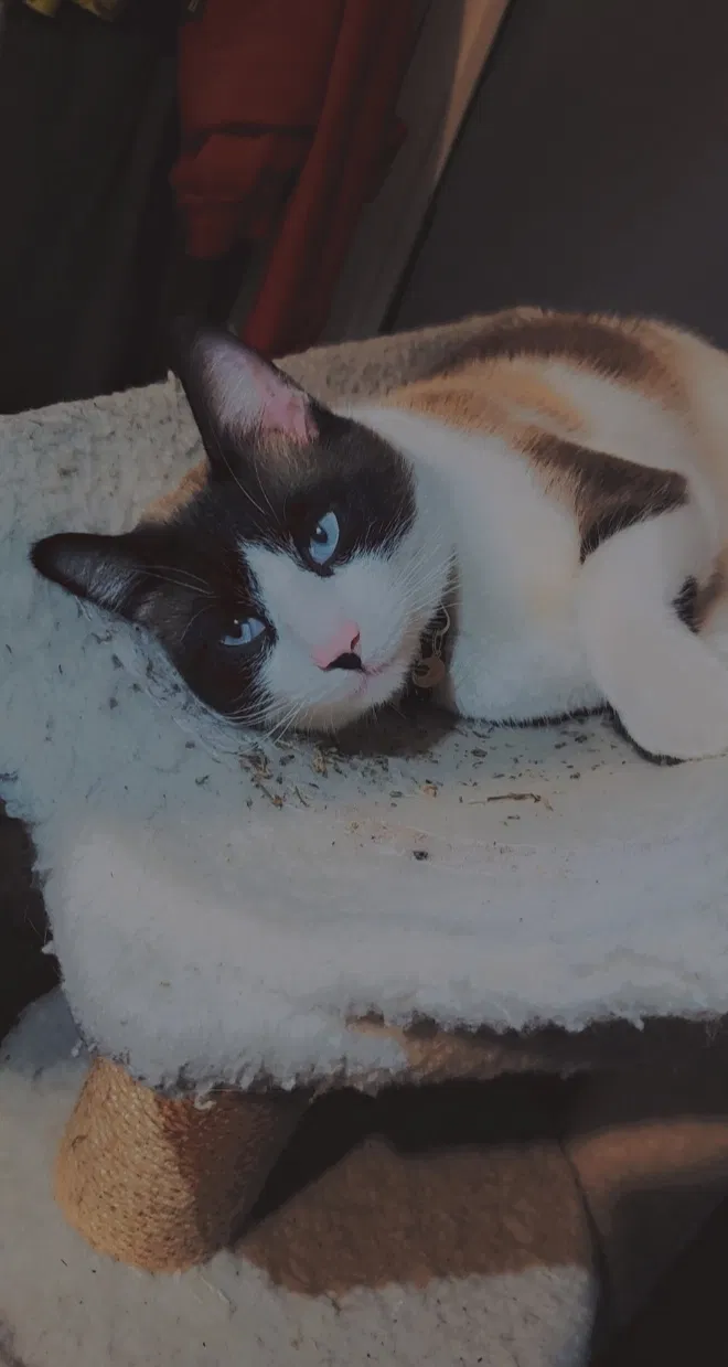 Lost cat in Los Angeles, CA, 90032