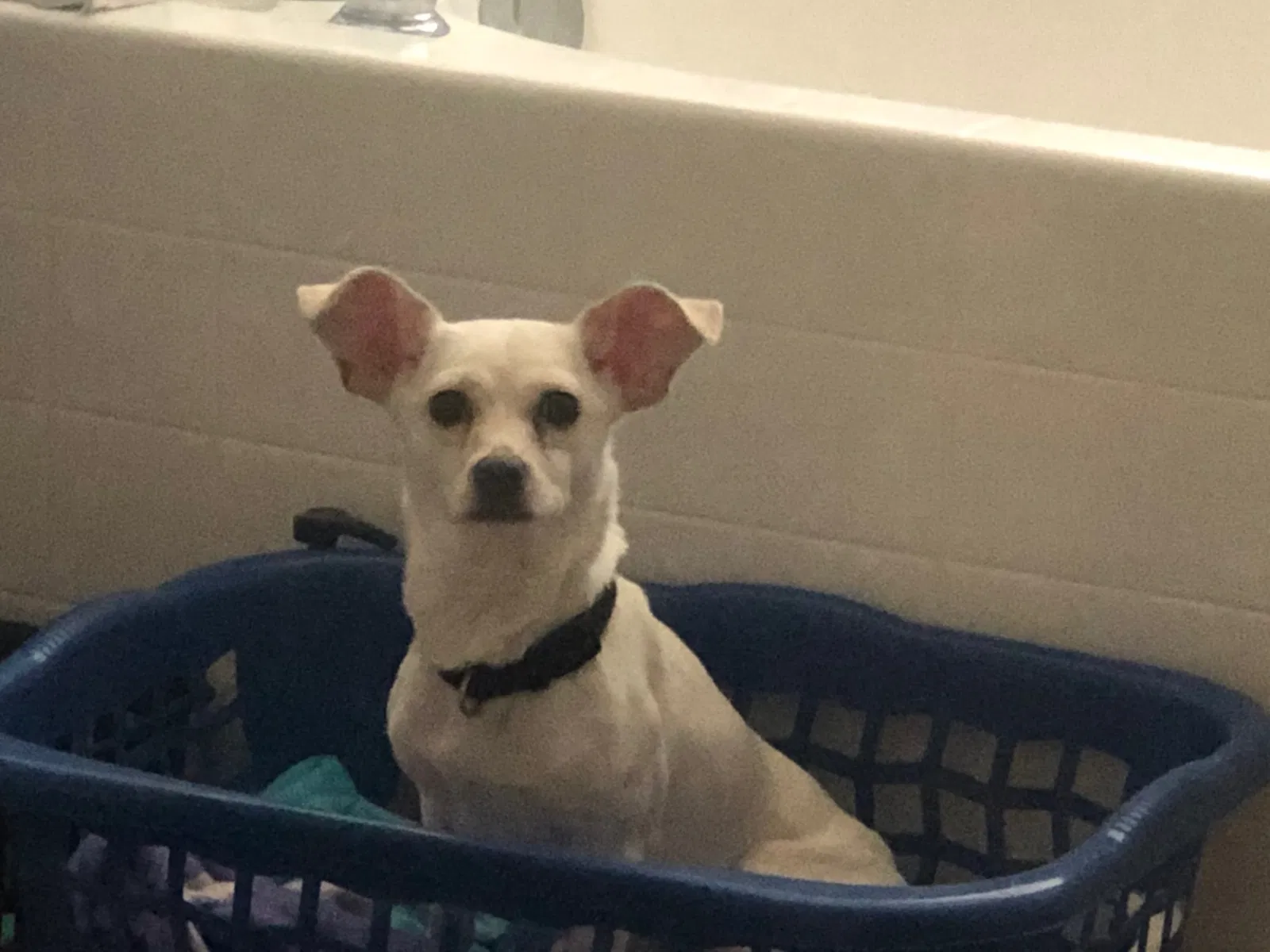 Lost dog in Riverside, CA, 92503