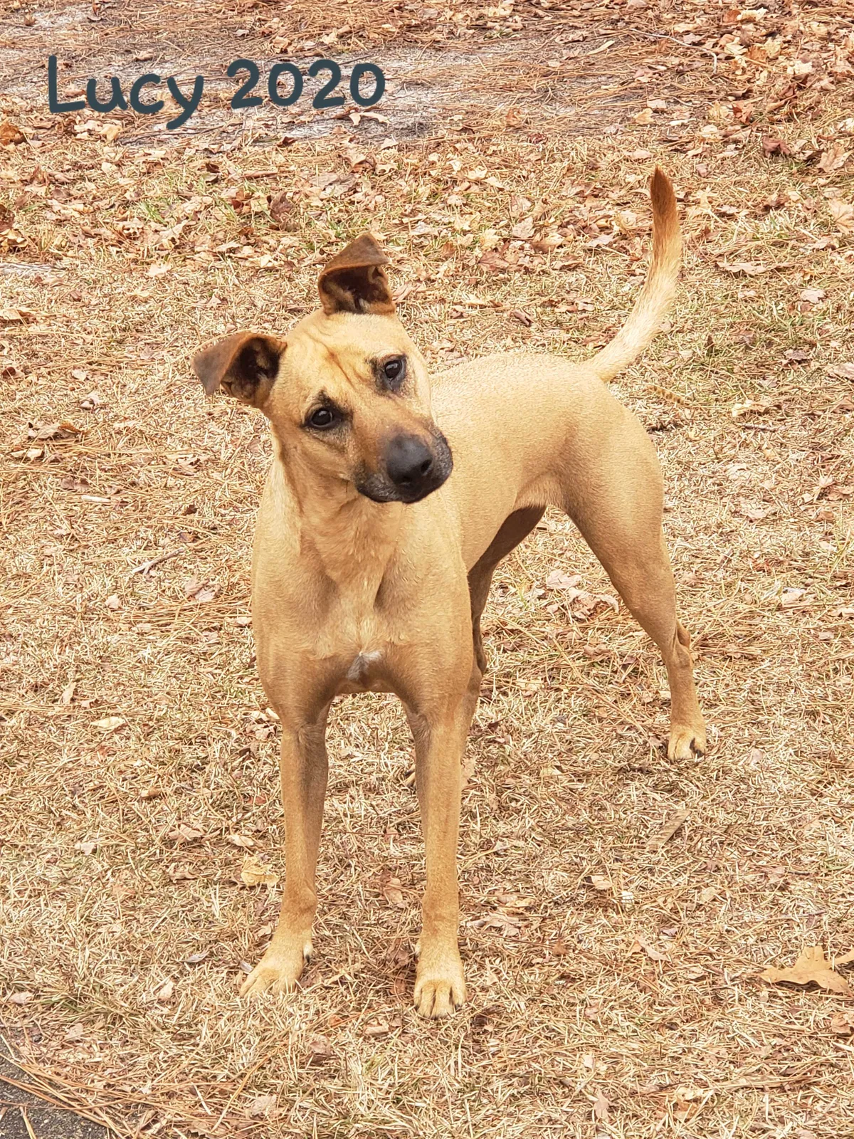 Lost dog in Fayetteville, NC, 28303