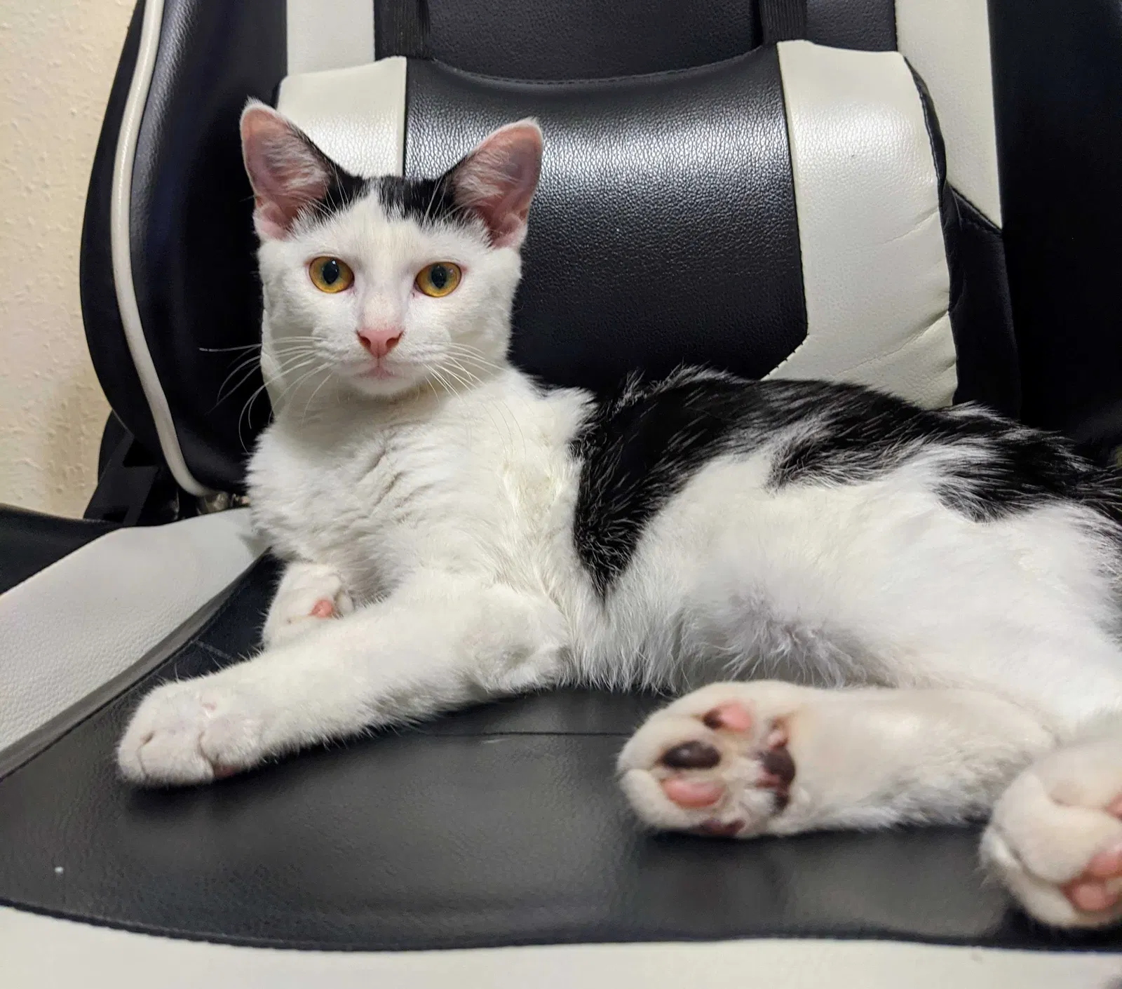 Lost cat in Houston, TX, 77077