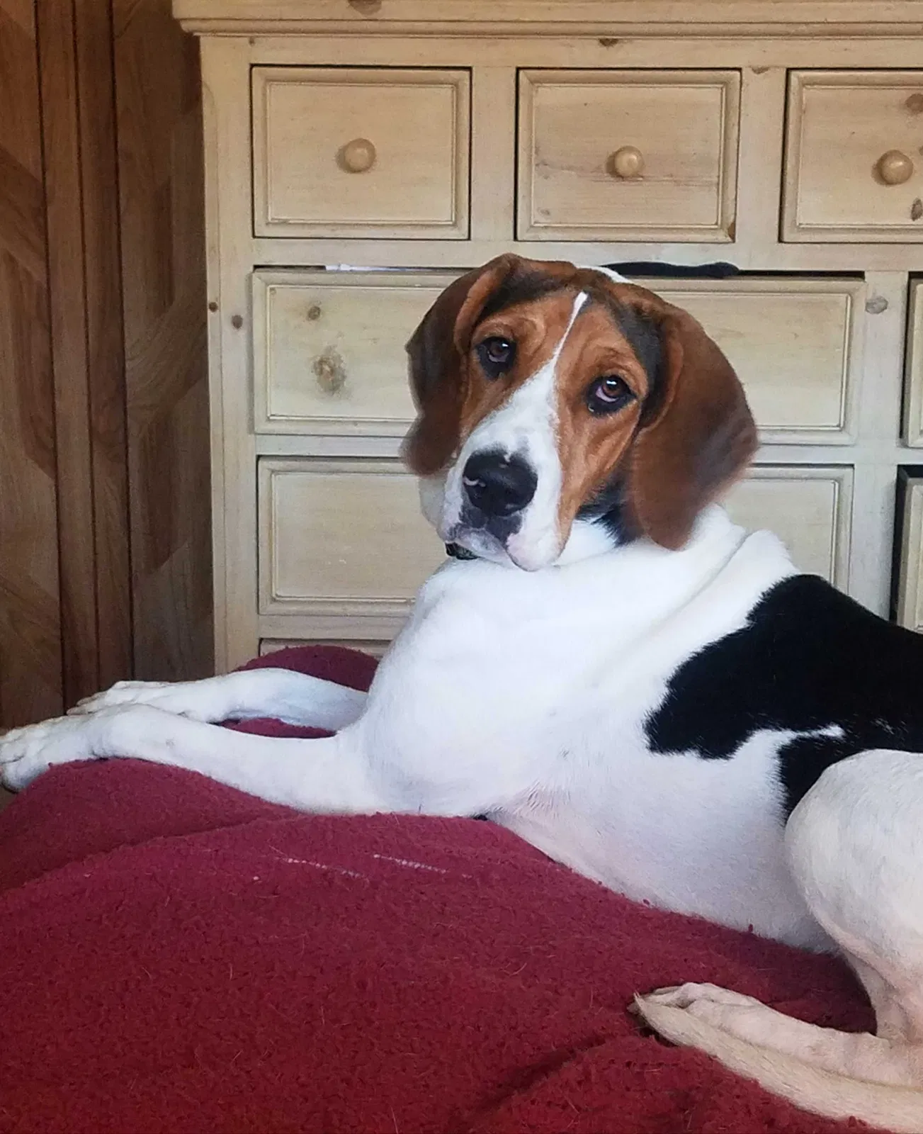 Lost dog in Needles, CA, 92363