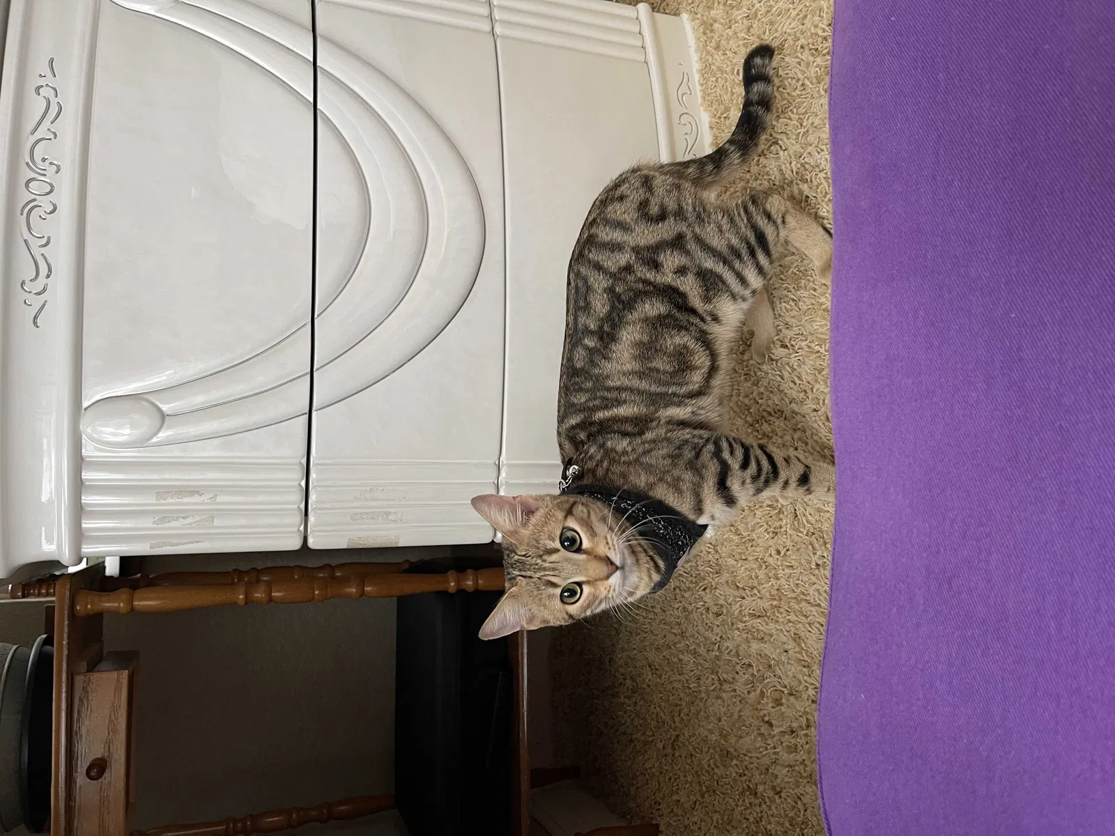 Lost cat in Oceanside, CA, 92057