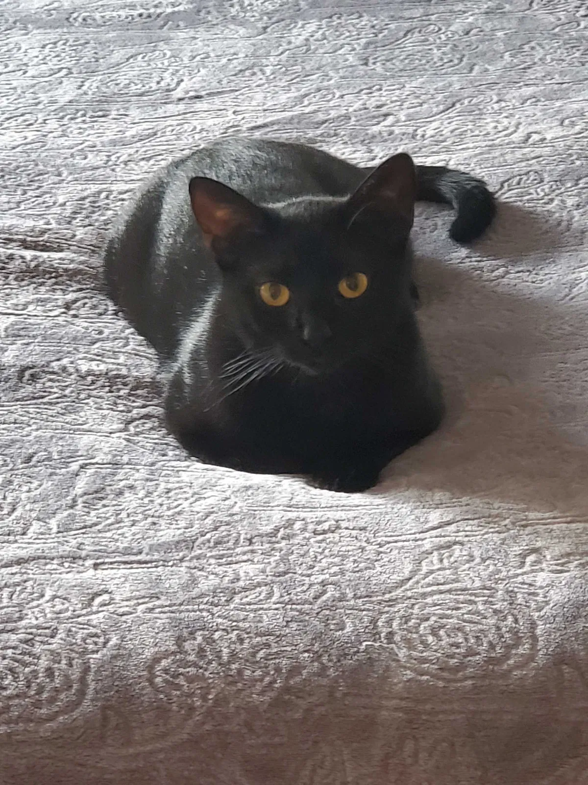 Lost cat in East Meadow, NY, 11554
