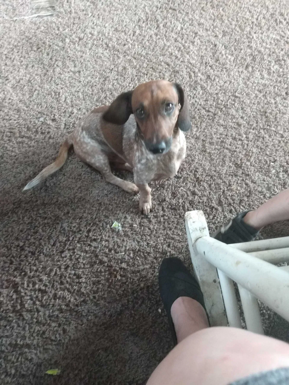 Lost dog in Clearlake, CA, 95422