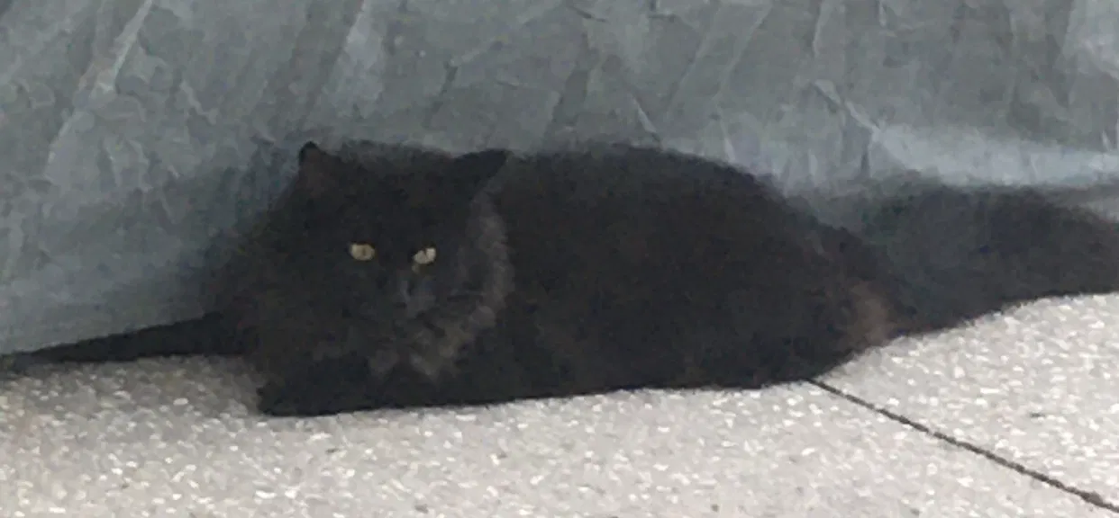 Lost cat in Land O Lakes, FL, 34638