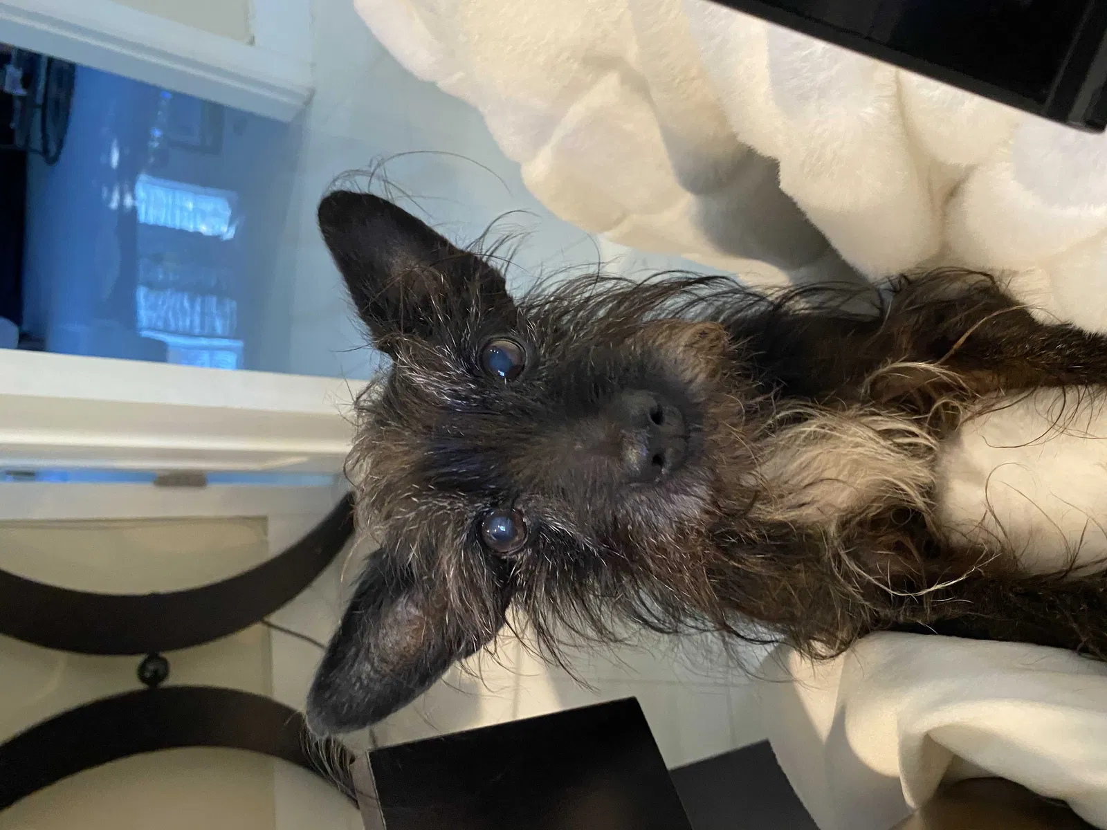 Lost dog in Fort Lauderdale, FL, 33316