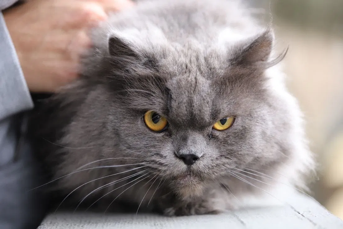 Lost cat in Dallas, TX, 75248