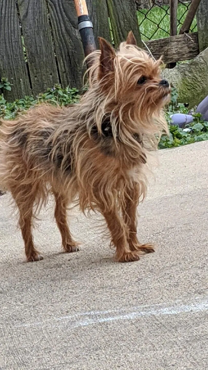Lost dog in Toledo, OH, 43611