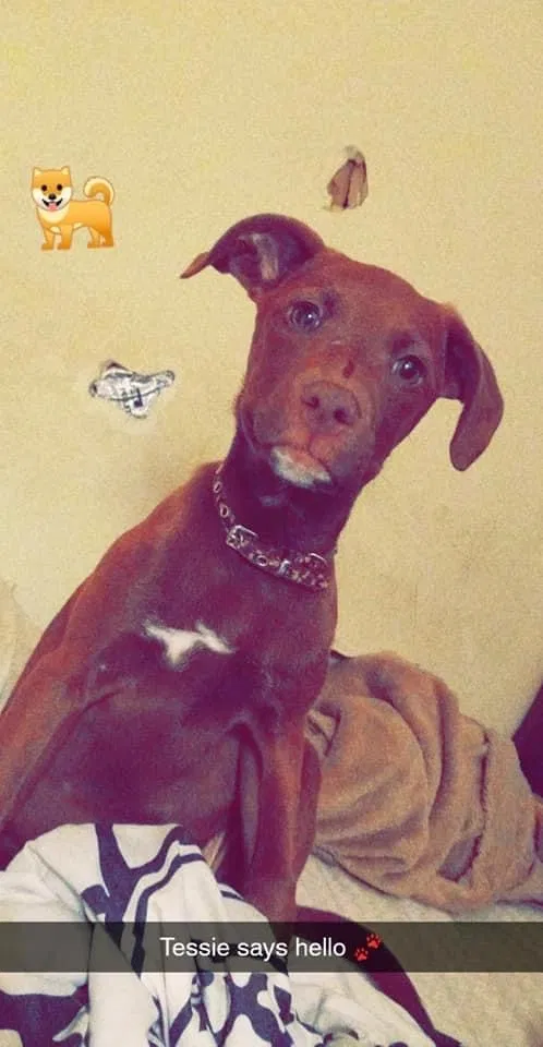Lost dog in Greensboro, NC, 27407