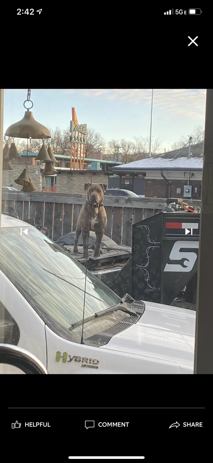 Lost dog in Aurora, CO, 80010