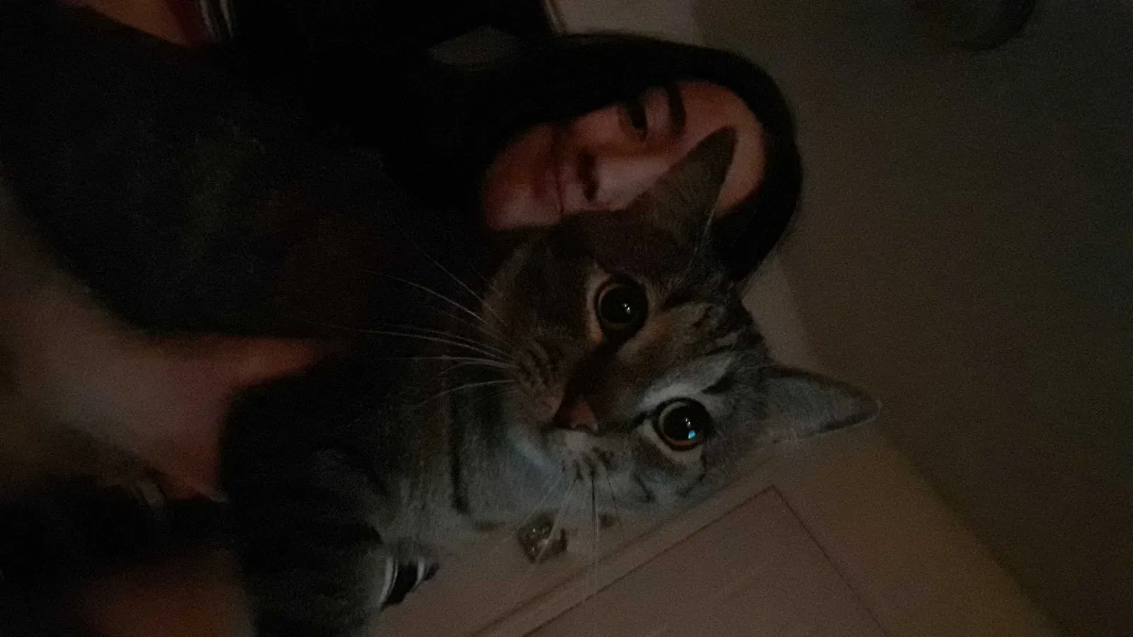 Lost cat in Albuquerque, NM, 87114