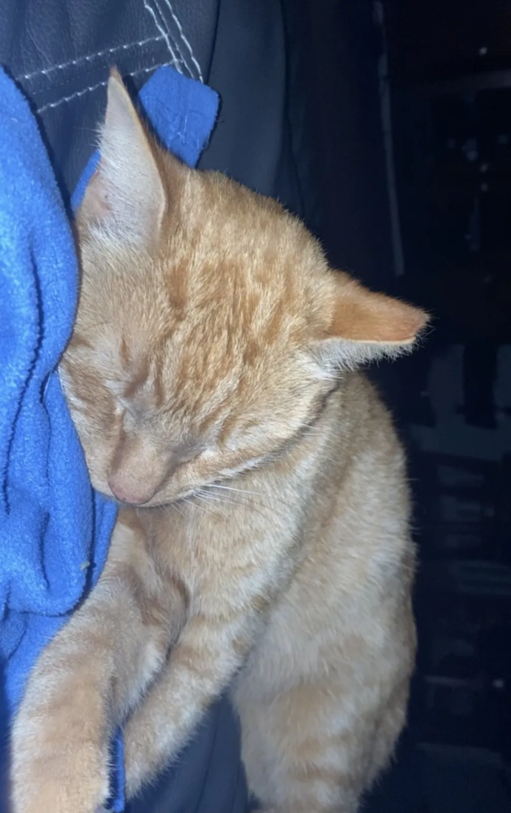 Lost cat in Mount Juliet, TN, 37122