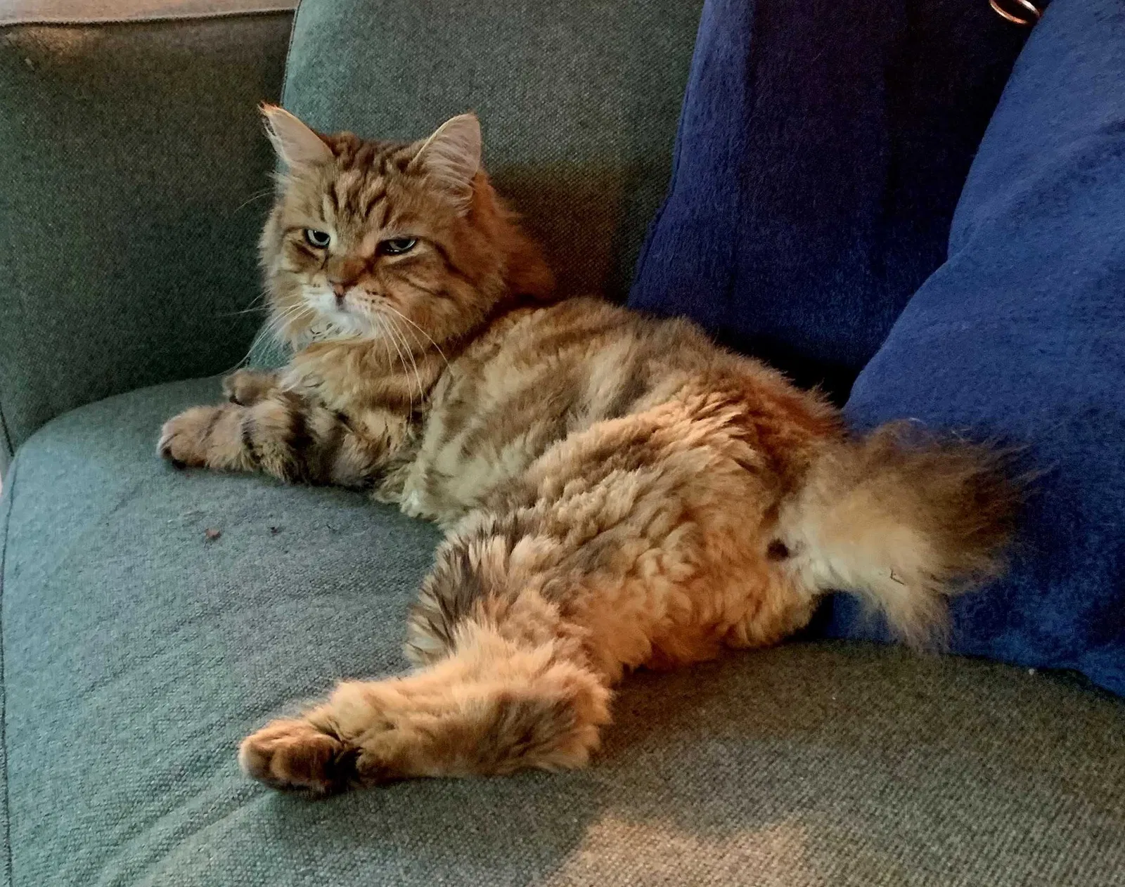 Lost cat in Seattle, WA, 98112